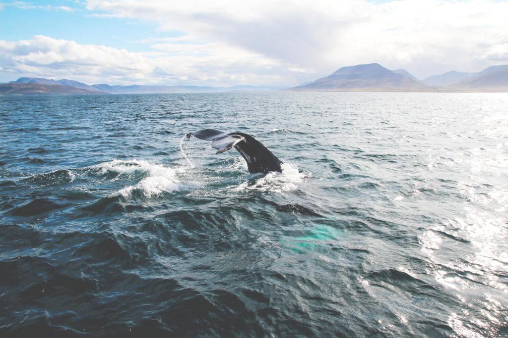 whale-watching-hauganes-island-iceland