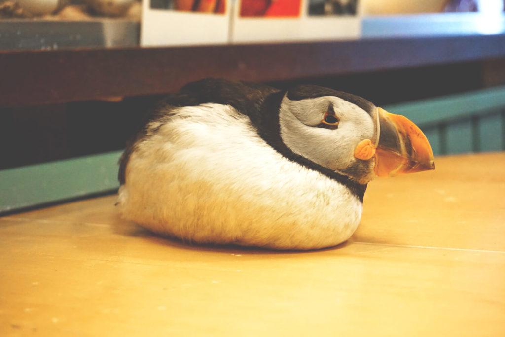 puffin-papageientaucher-vestmannaeyjar-2