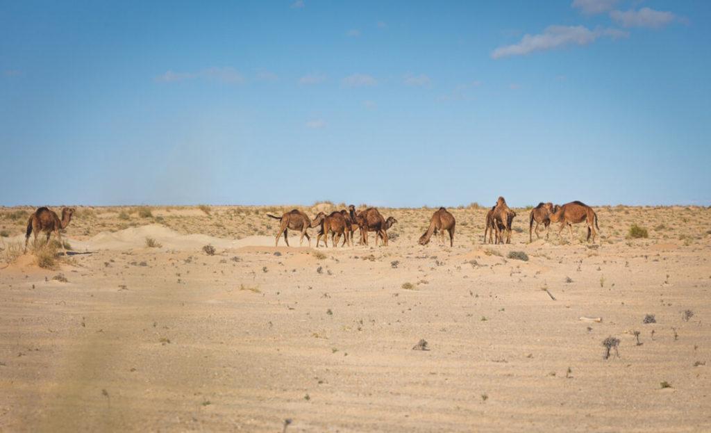 Túnez-Roundtrip-Desierto-Dromedarios