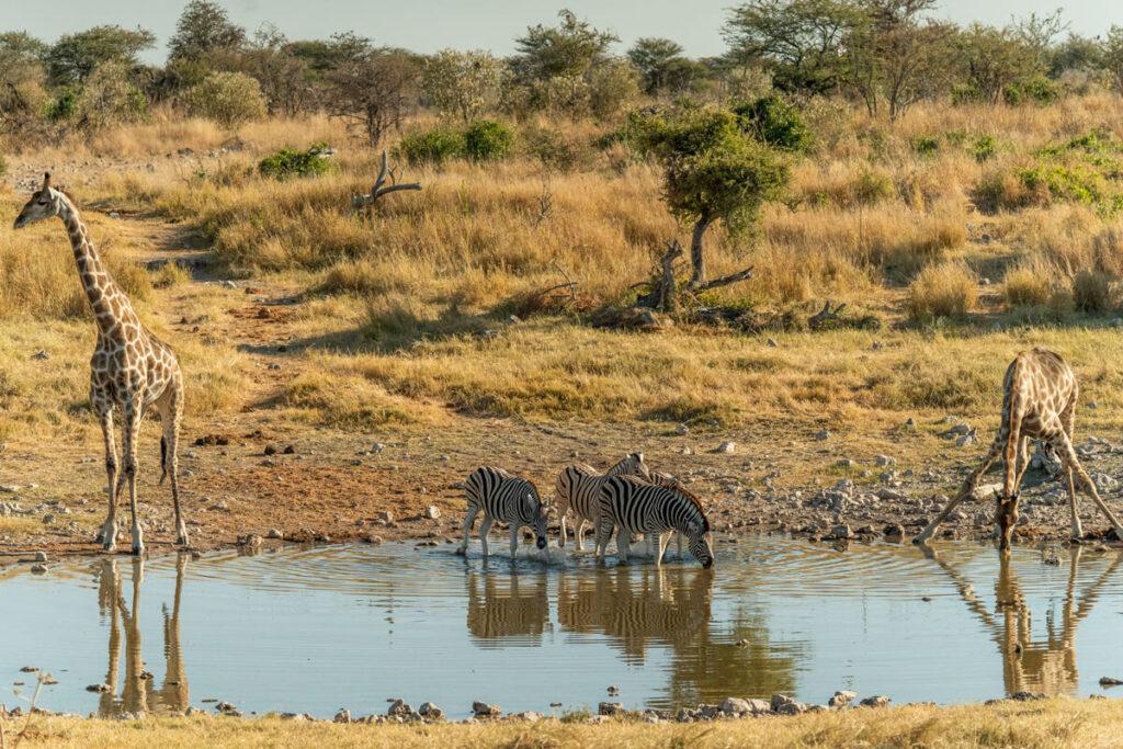 Jirafas y cebras en el Parque Nacional Etosha
