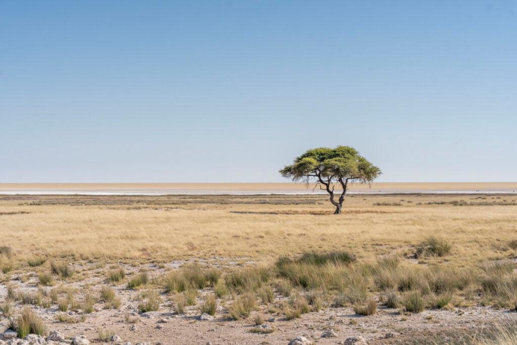 Paisaje del Parque Nacional Etosha Namibia
