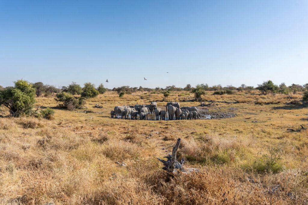 Manada de elefantes en el Parque Nacional Etosha