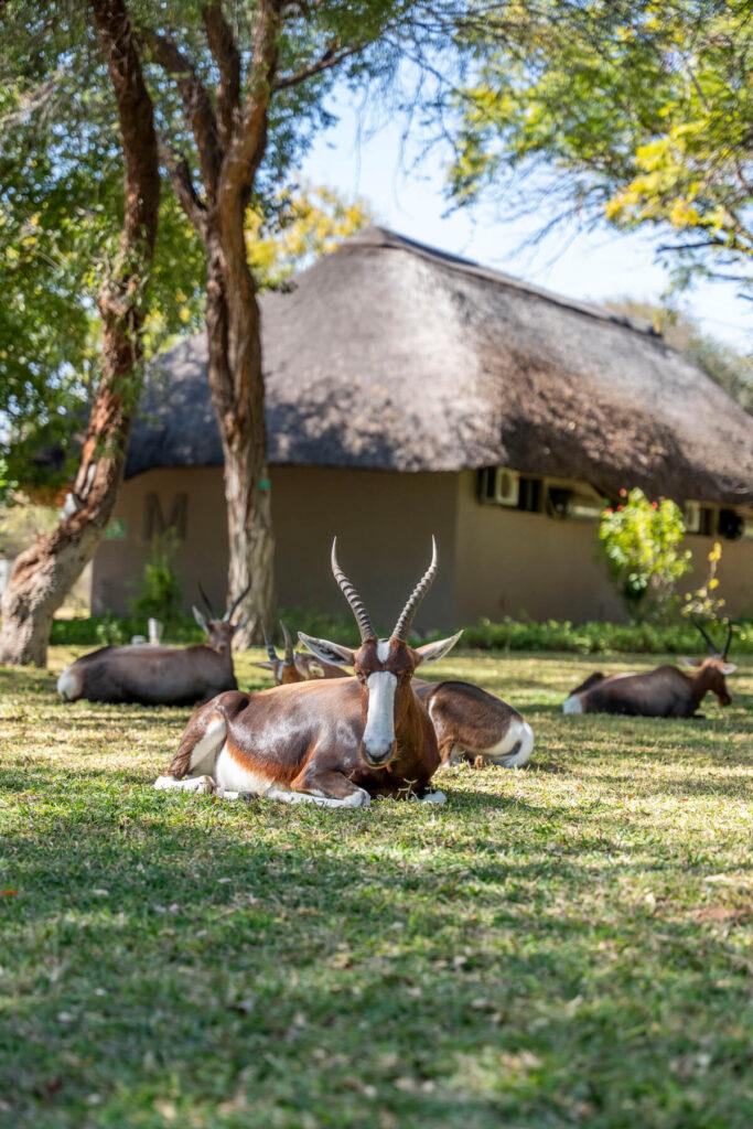 Blesbok Namibia