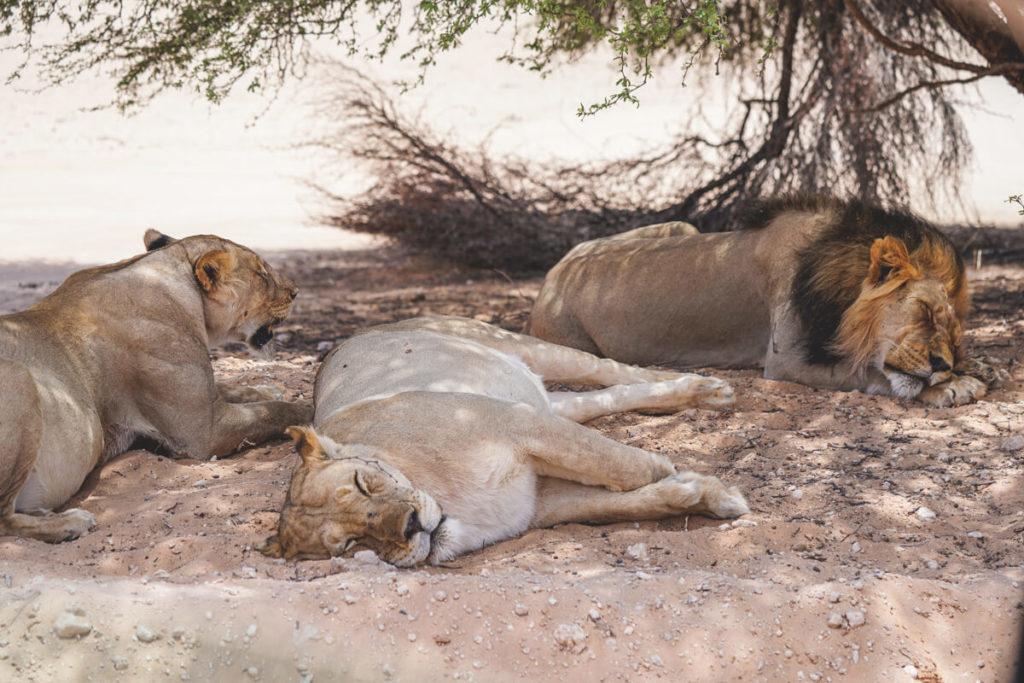 Kgalagadi-Transfrontier-National-Park-Loewen