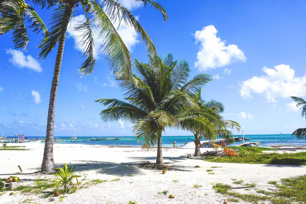 Caye Caulker Belize Palmen