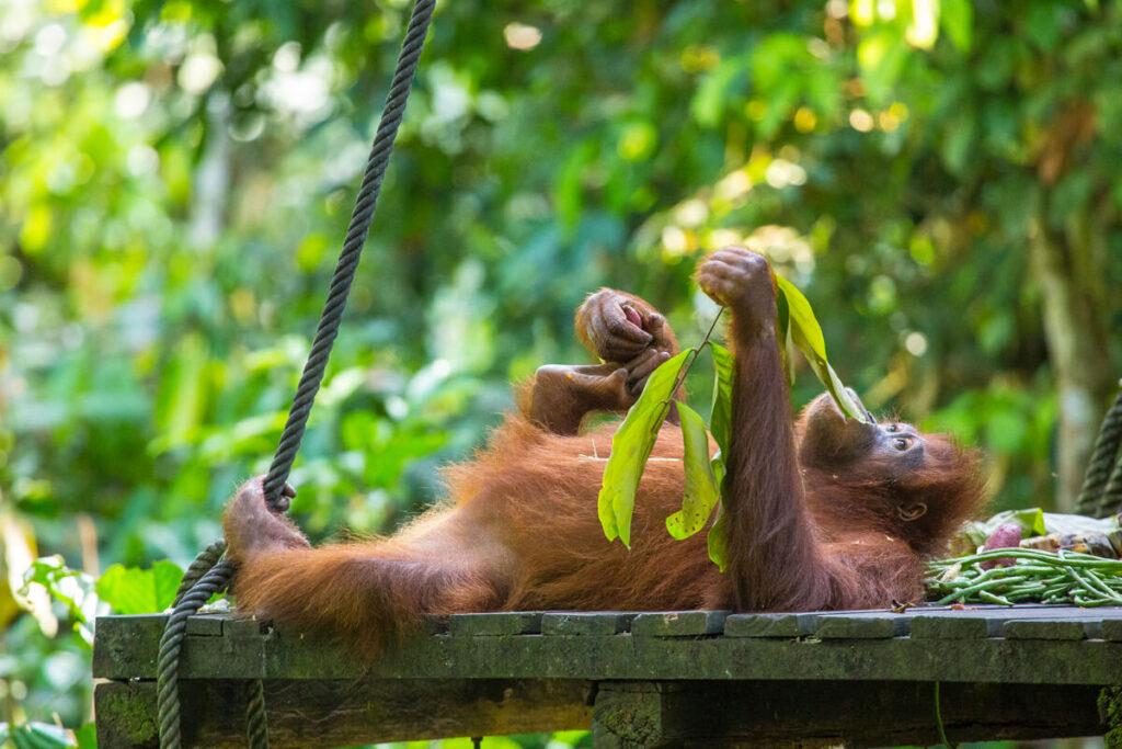 Orangután Borneo