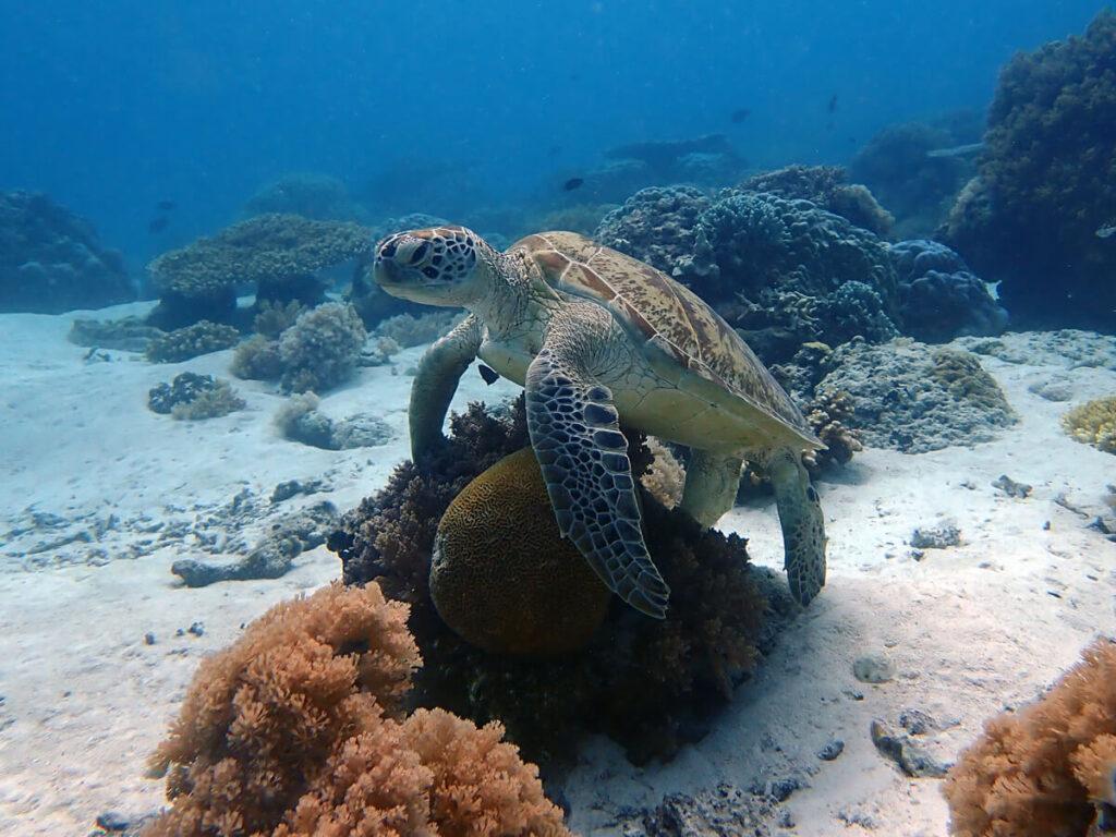 Tortuga marina Malasia Borneo