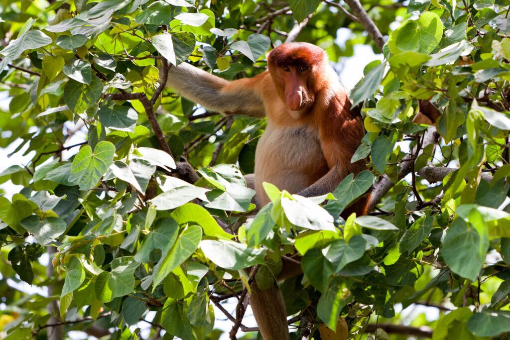 Proboscis monkey Borneo Malaysia