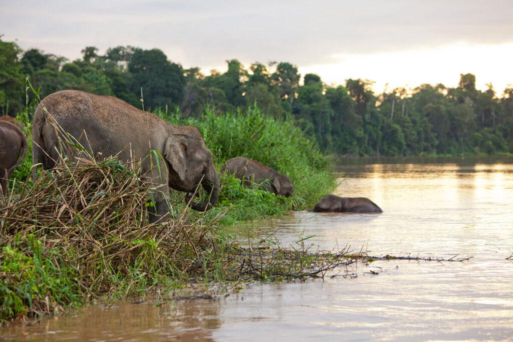Puntos de interés en el río Kinabatangan