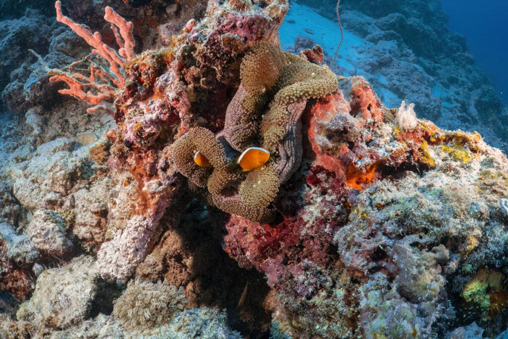 Isla Sipadan