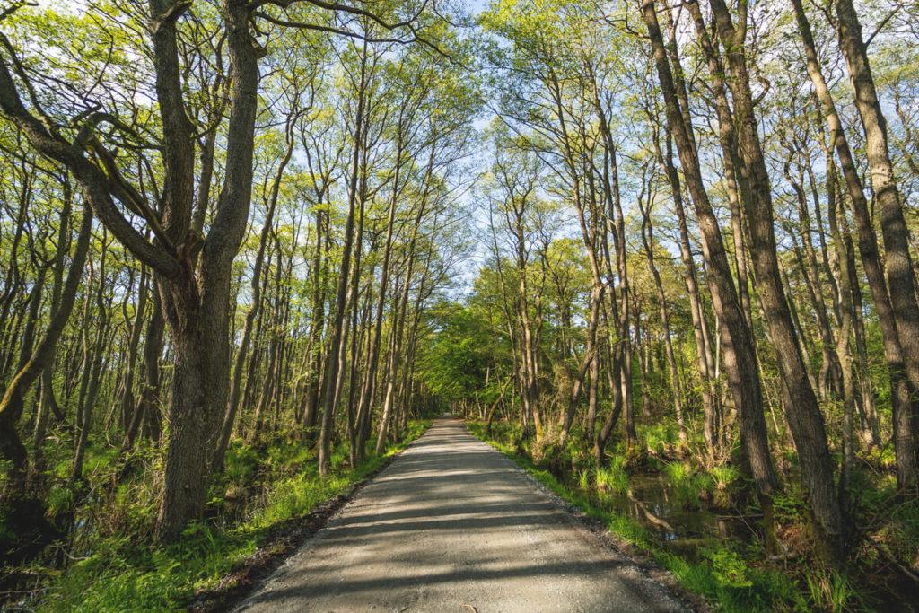 Urwald-Darßer-Ruta-en-bicicleta-Fischland