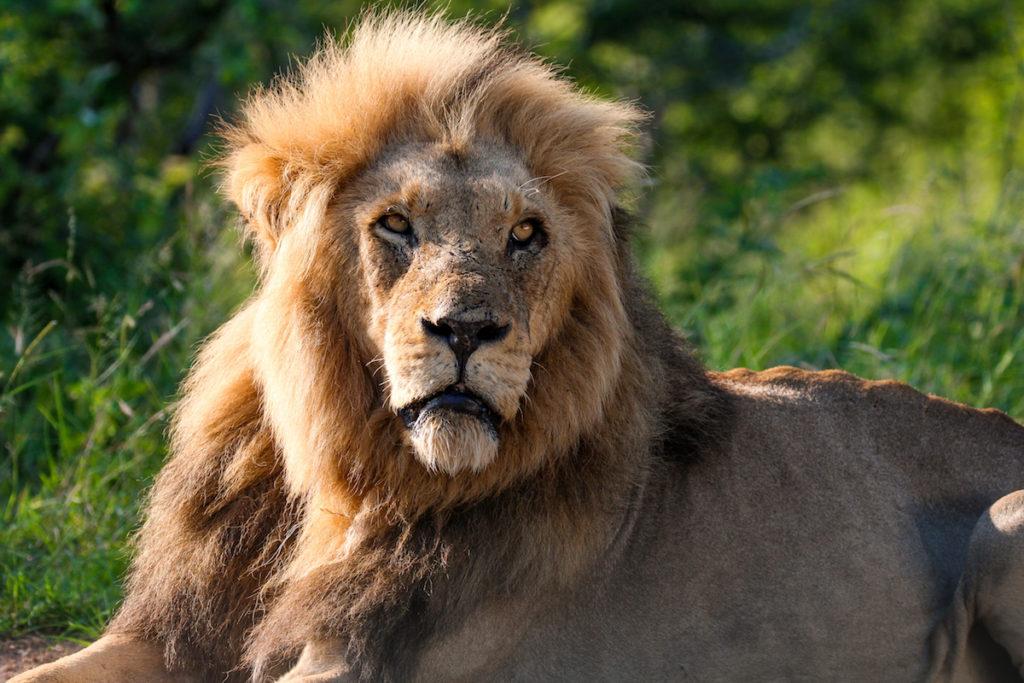 Destinos en abril - El Parque Nacional Kruger en Sudáfrica