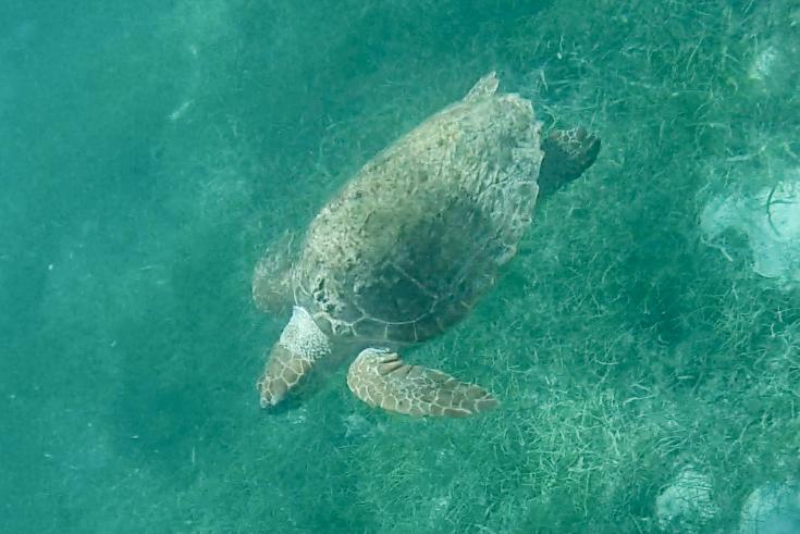 tortuga-belice-esnórquel-silk-caye
