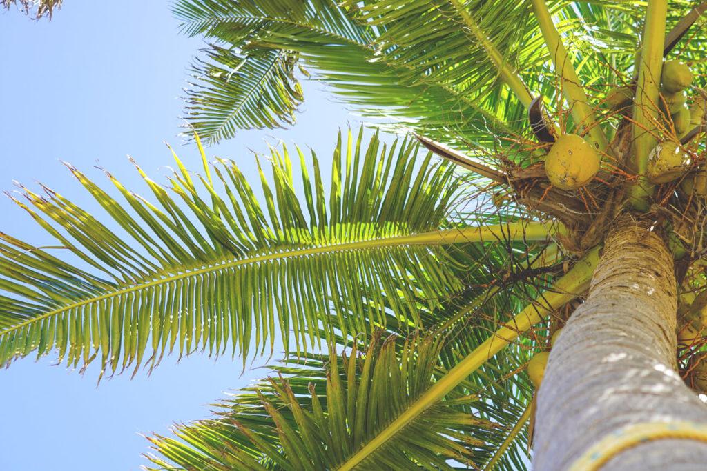 palmeras-belice-caribe-silk-cayes