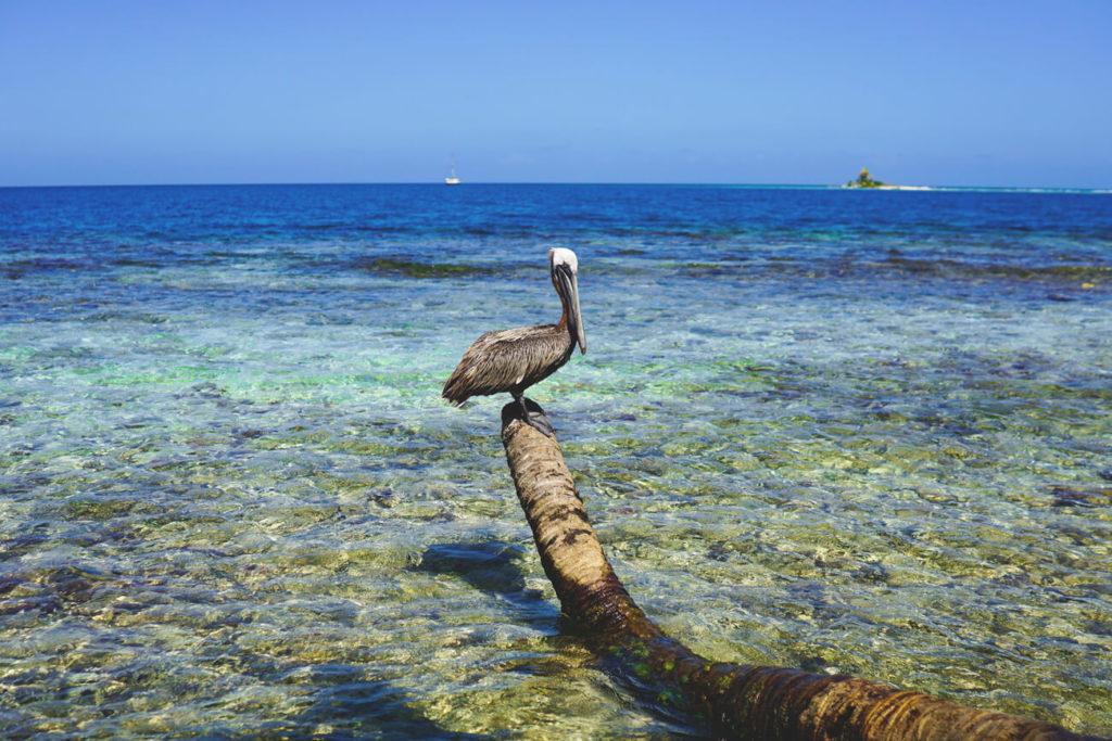 pelícanos-belice-caribe-silk-cayes