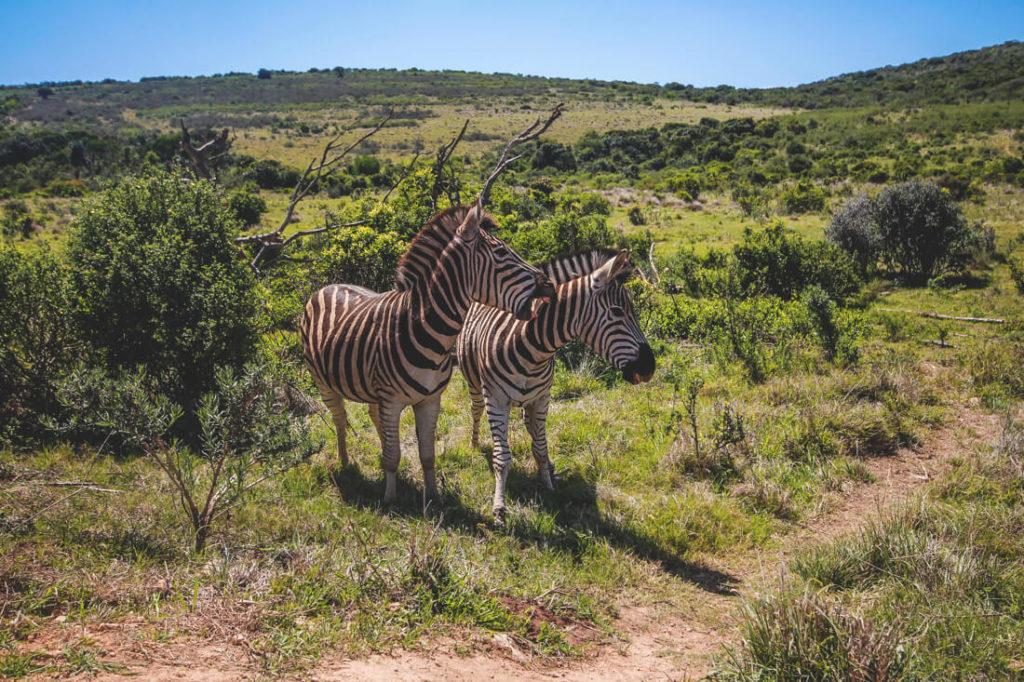 Cebras en el Addo Elephant Park