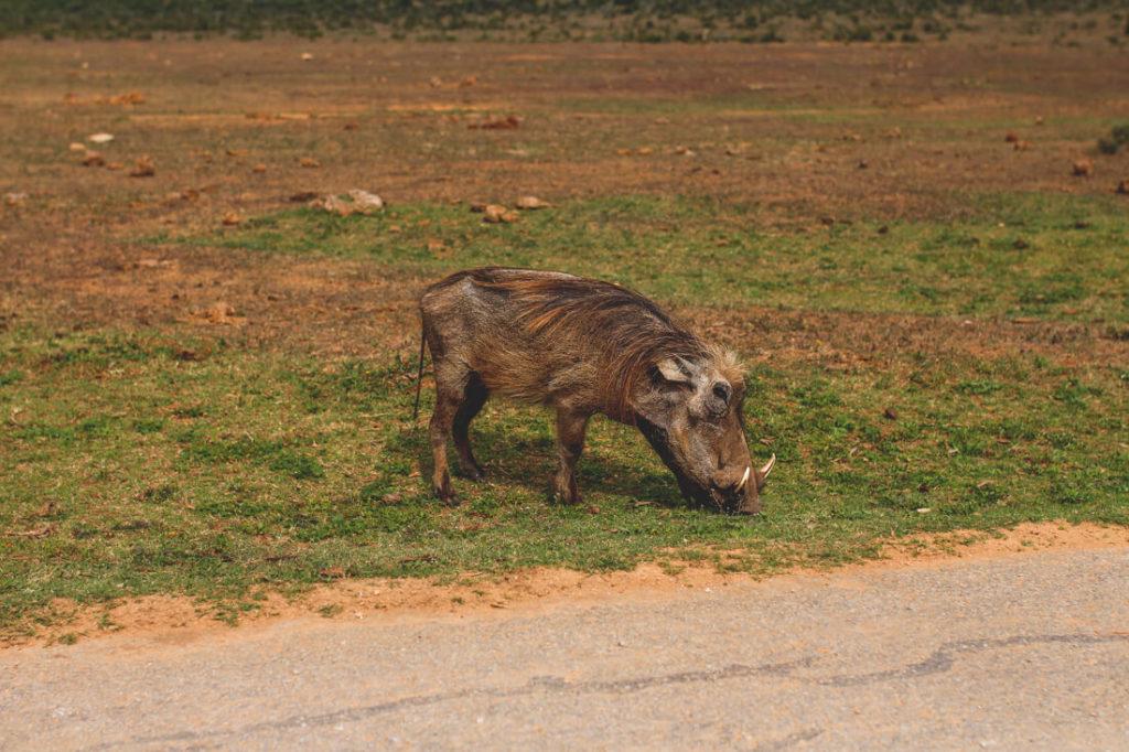 Jabalí en el Addo Elephant Park
