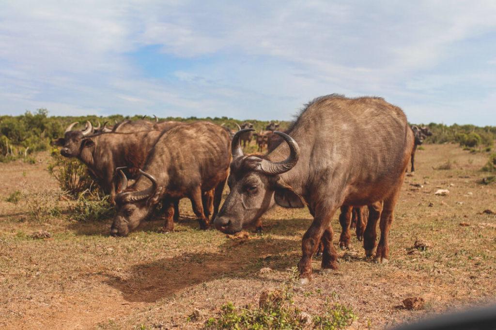 Familia de búfalos en el Addo Elephant Park