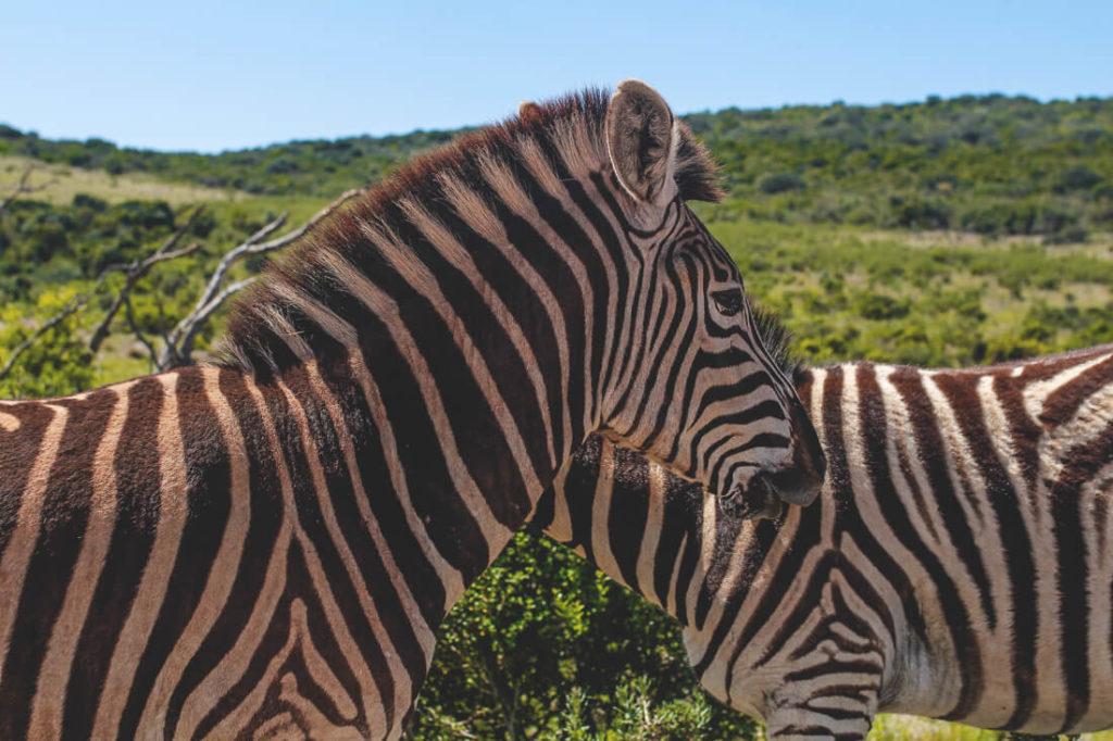 Cebras en el Addo Elephant Park