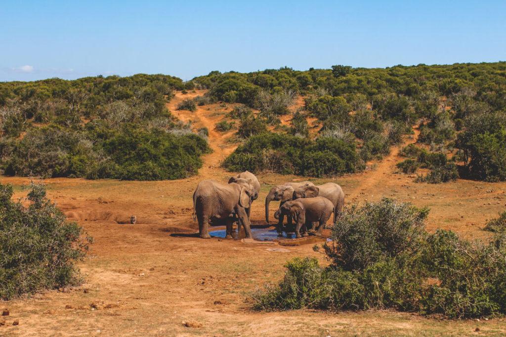 Familia de elefantes en el Addo Elephant Park