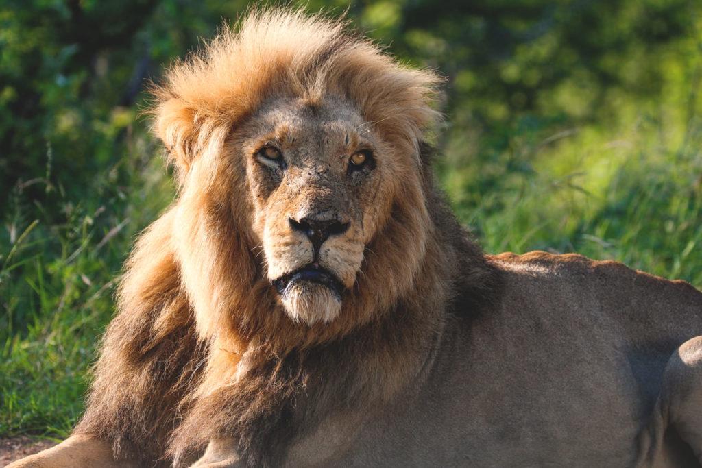parque-nacional-kruger-sudafrica-safari-leon