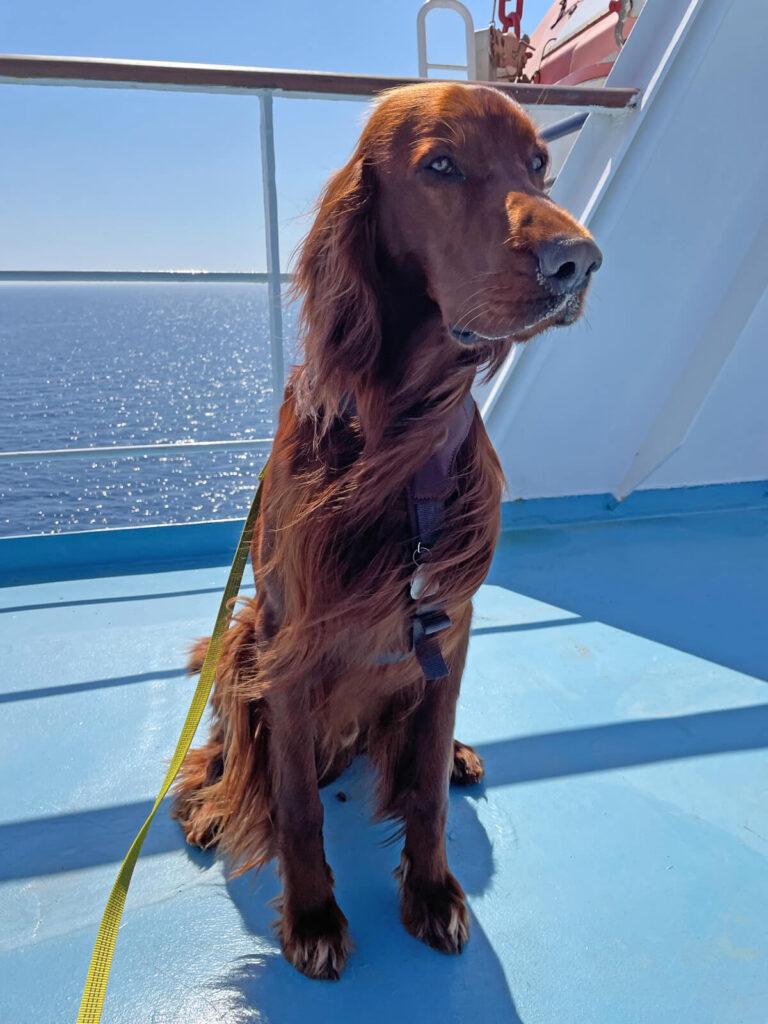 Con perro en el ferry a Córcega