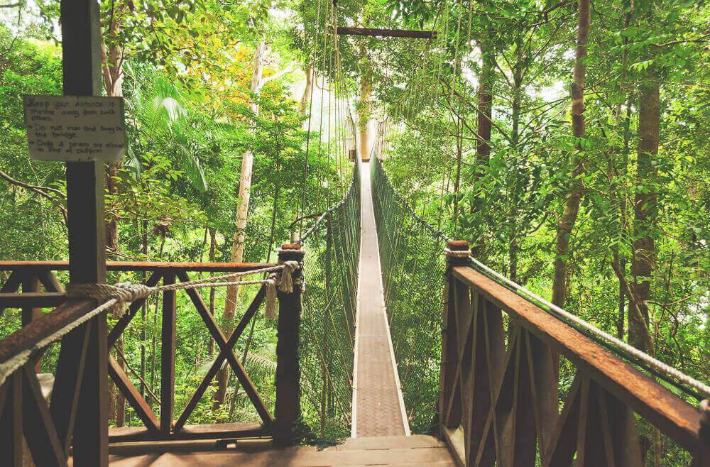 malaysia-sehenswuerdigkeiten-taman-negara-park-canopy-walk
