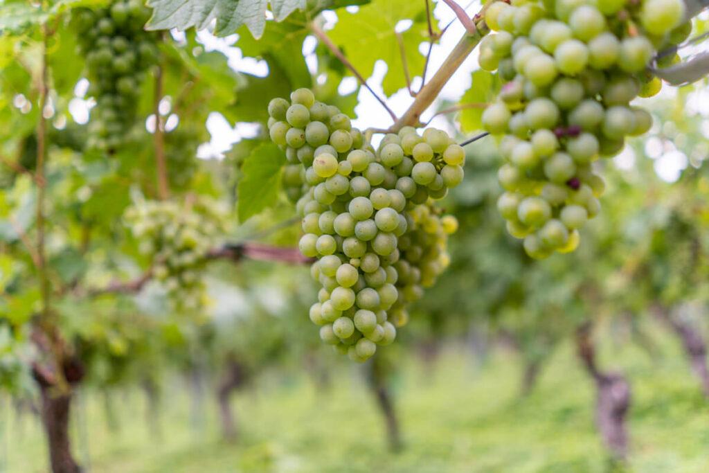 Aschaffenburg Vino