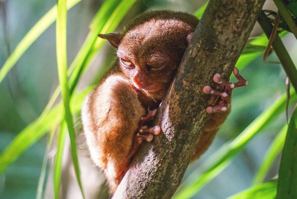 Lugares de interés en Filipinas - El Santuario de Tarsier Filipino