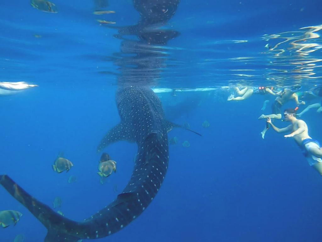 Lugares de interés en Filipinas - Snorkeling con tiburones ballena