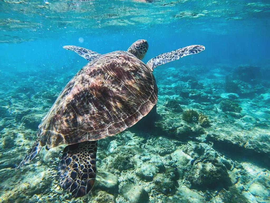 Lugares de interés en Filipinas - Snorkeling en la reserva marina de Apo Island