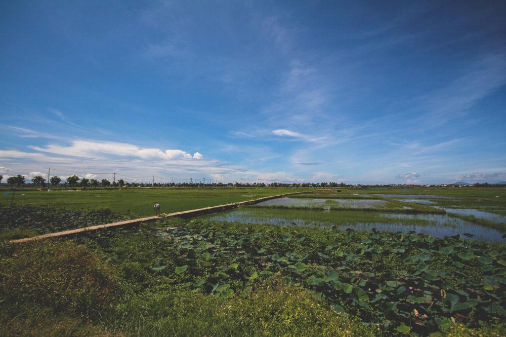 Campos de arroz en Hoi An, Vietnam