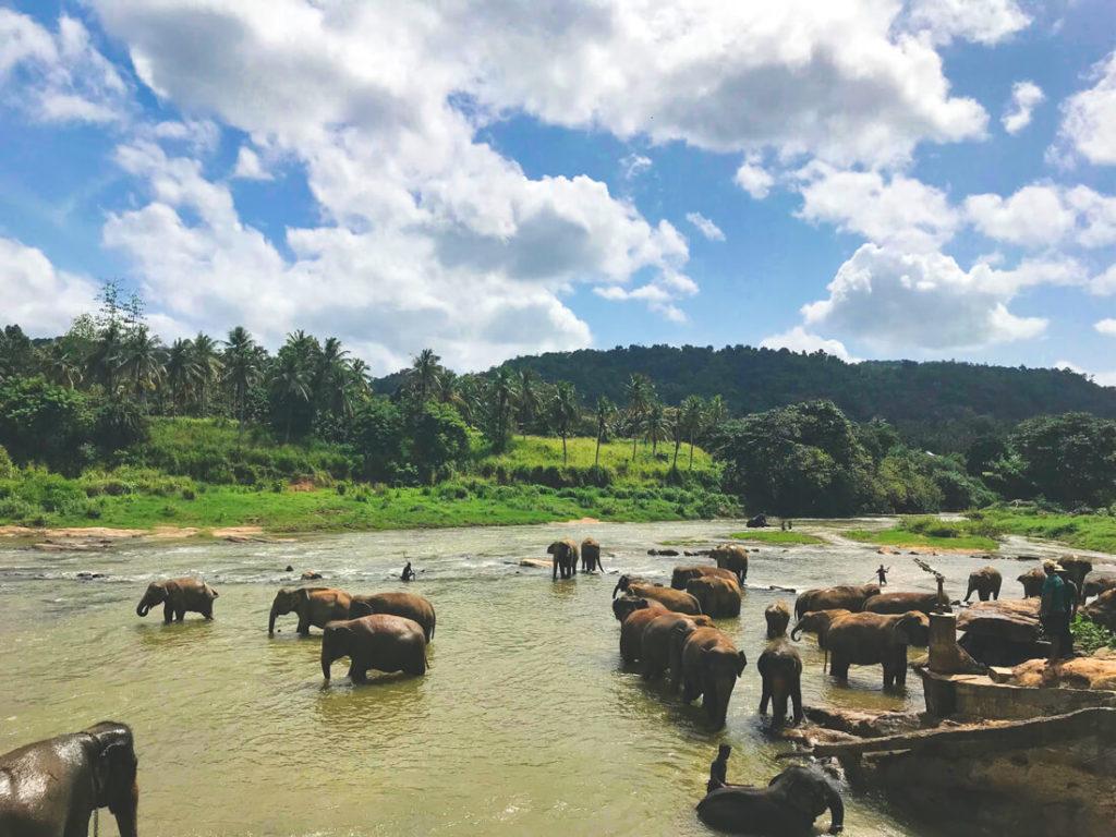 Sri Lanka elefantes
