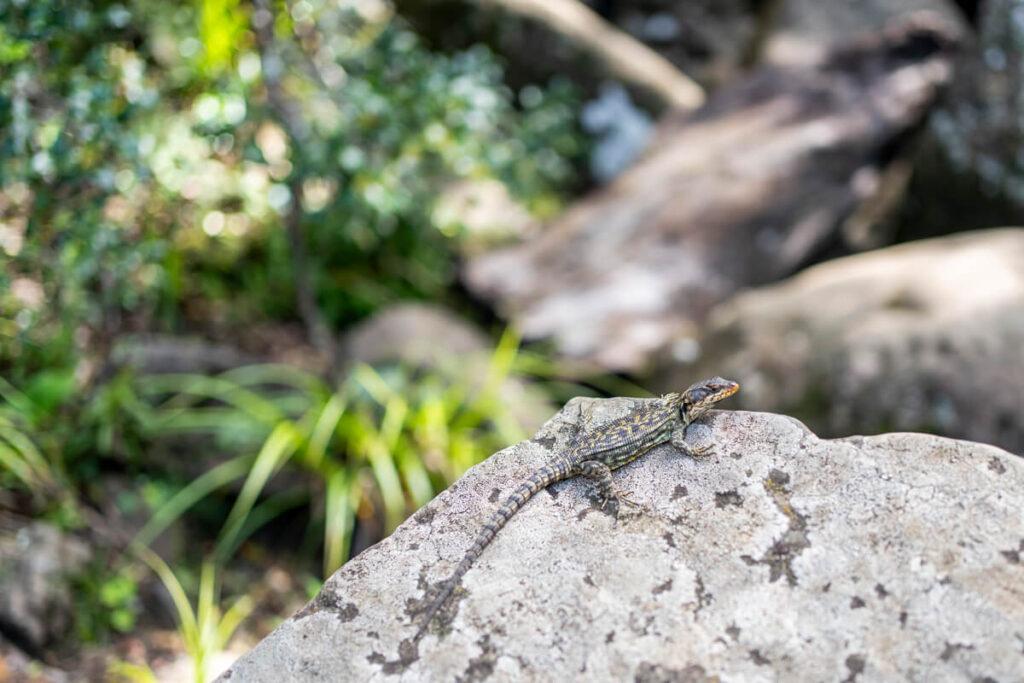 Lagarto Drakensberg