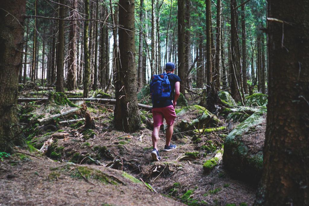 nationalpark-harz-brockenwanderung-wald