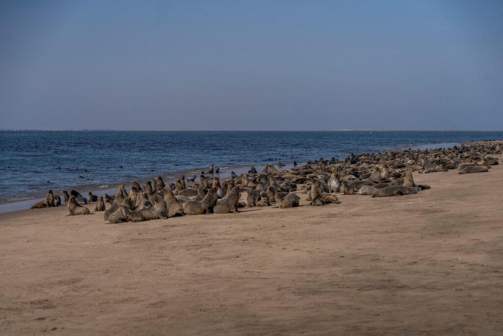 Bahía de Walvis Namibia Foca Pelican Point