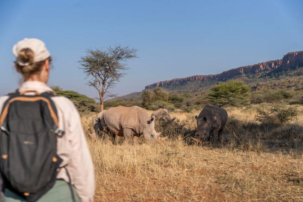 Seguimiento de rinocerontes en Waterberg Namibia