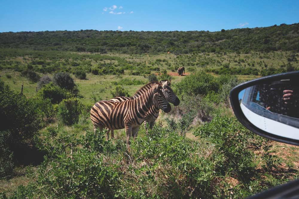 Parque Nacional Addo