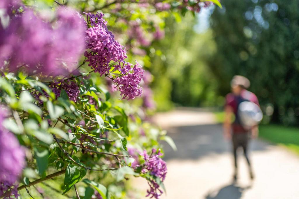 Parque Muskauer Alta Lusacia