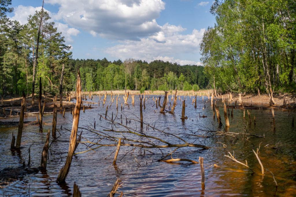 Muskauer Faltenbogen Geopark Babina Grube
