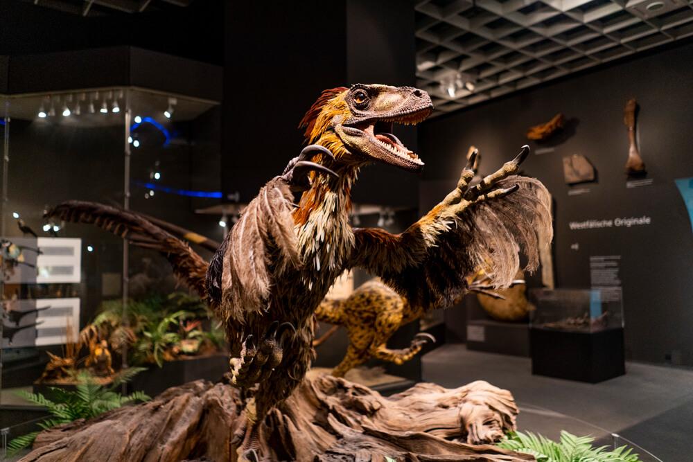 Muenster-Museo-Natural