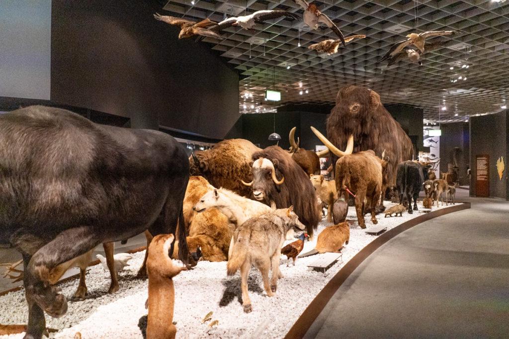 Muenster-Museo-Natural