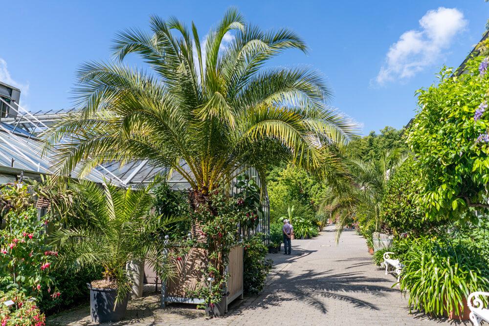 Jardín Botánico de Münster