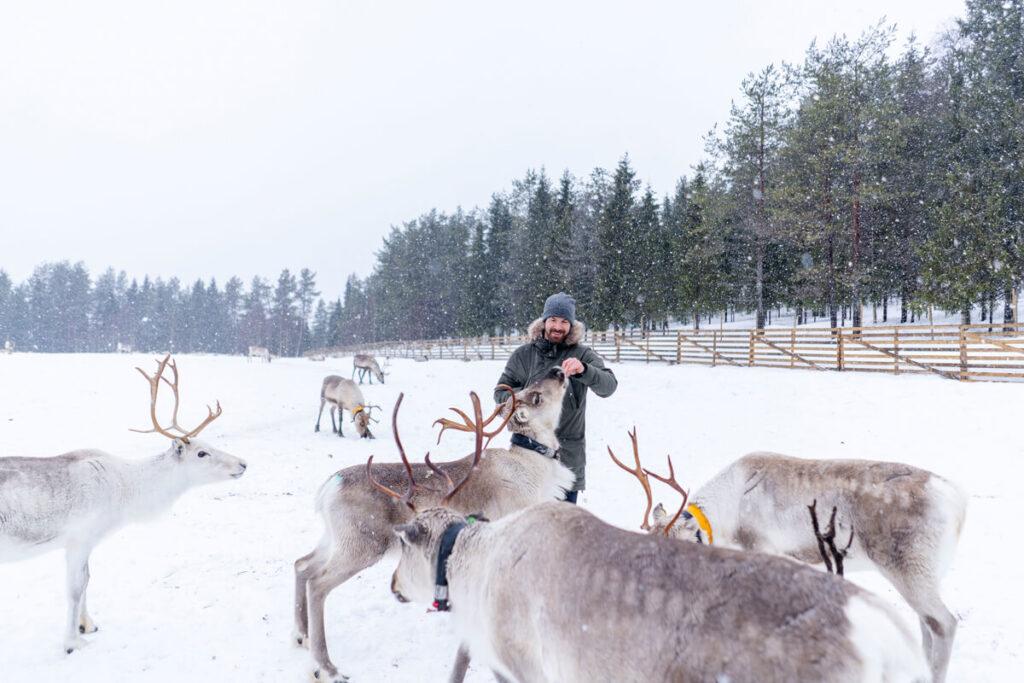 Rentiere Rovaniemi Lappland