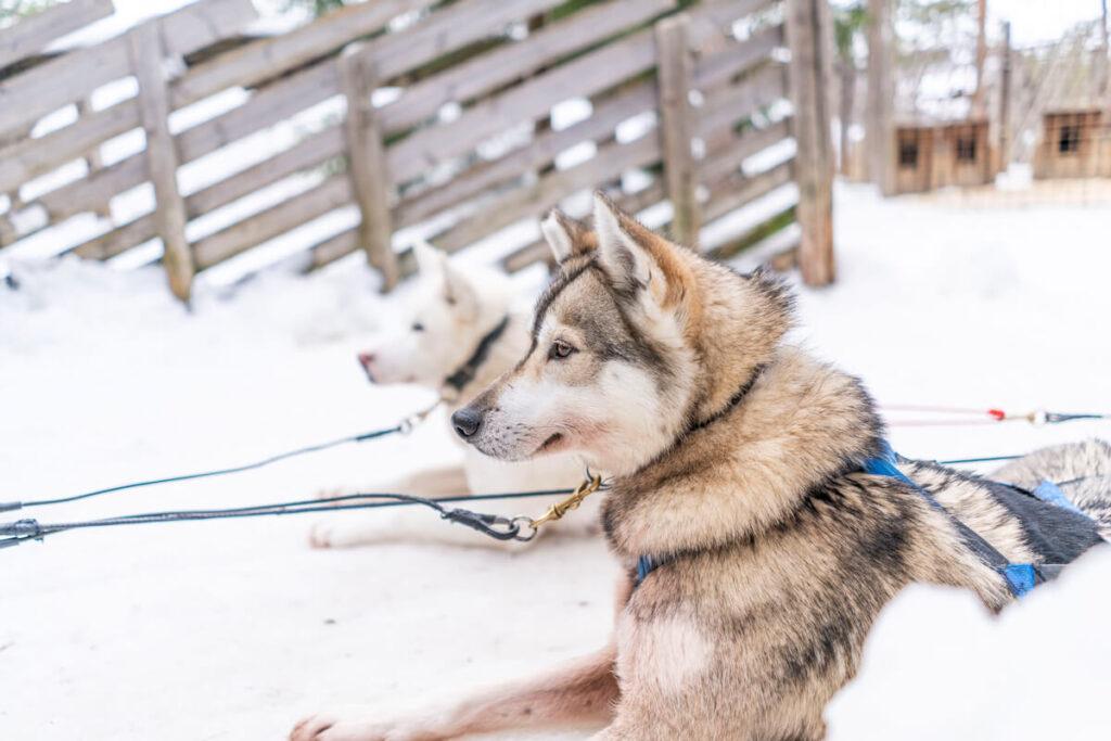 Husky Park Rovaniemi