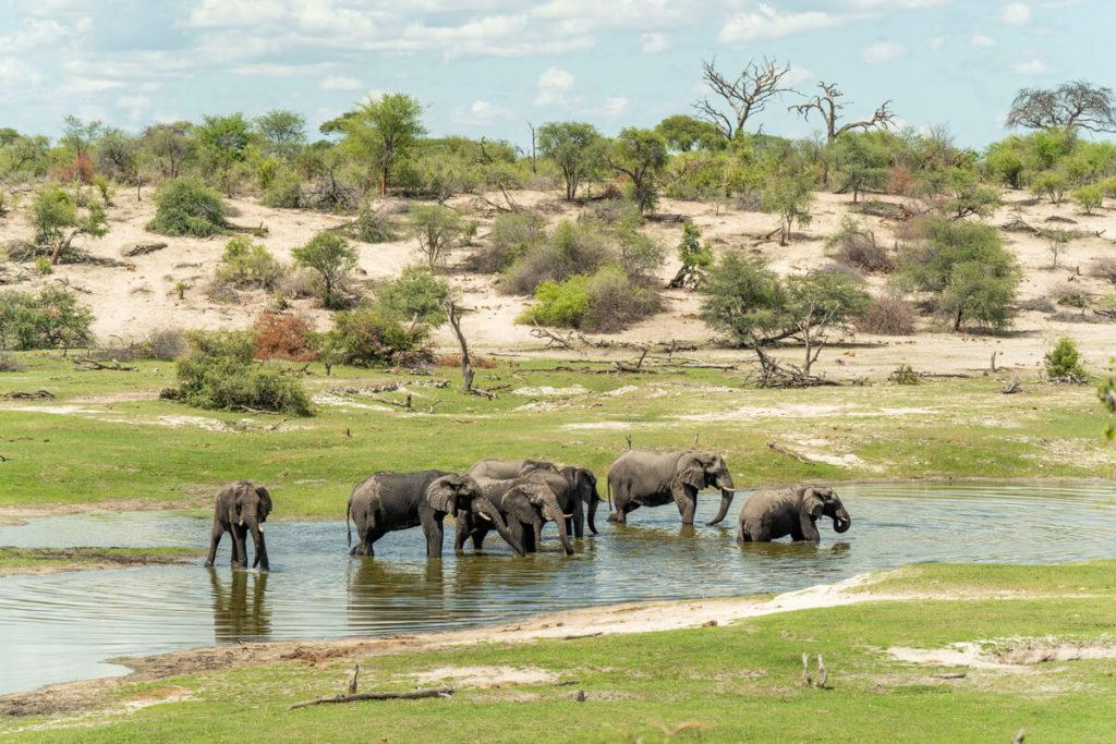 Puntos de interés en Botswana, Parque Nacional Makgadikgadi Pans, elefantes
