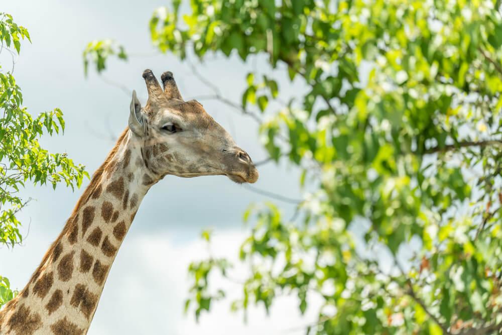Parque Nacional Chobe Botswana