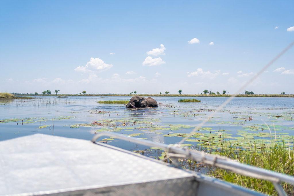 Excursión en barco por el Delta del Okavango Botswana