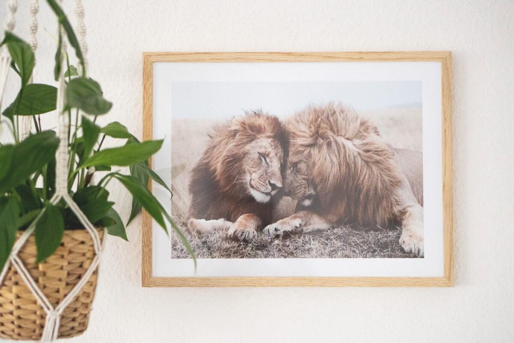 Desenio-Póster-León-África-Sudáfrica-Safari