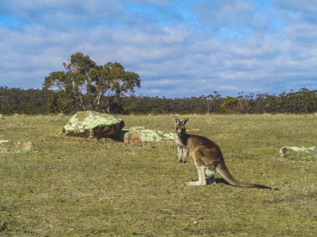 Atracciones de Tasmania - Vida Silvestre de Canguros
